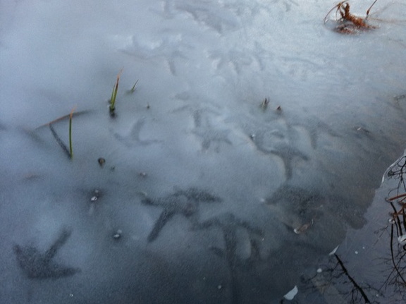 Pond on Sheltowee Trace, turkey tracks